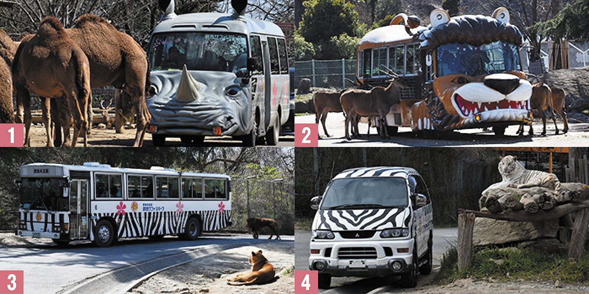 🦁 군마 야생 및 사파리 공원(군마 사파리 파쿠) 이미지 1